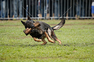 Vletcher aus der Birkenschäferei