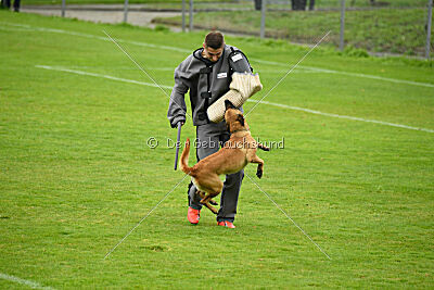 Wallyrla de L'origine de faucon rouge