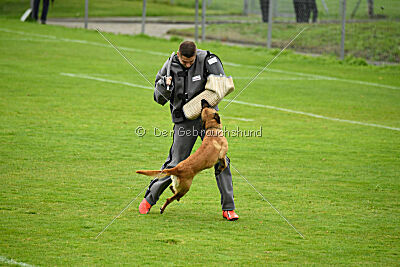 Wallyrla de L'origine de faucon rouge