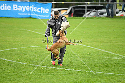 Wallyrla de L'origine de faucon rouge