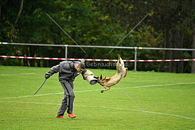 Wallyrla de L'origine de faucon rouge