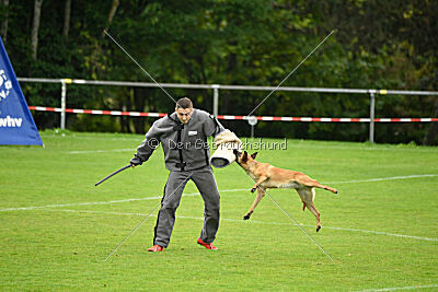 Wallyrla de L'origine de faucon rouge