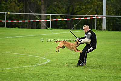Wallyrla de L'origine de faucon rouge
