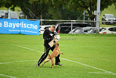Wallyrla de L'origine de faucon rouge