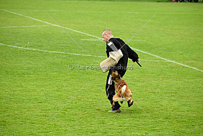 Wallyrla de L'origine de faucon rouge