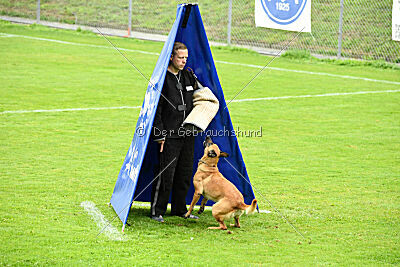 Wallyrla de L'origine de faucon rouge