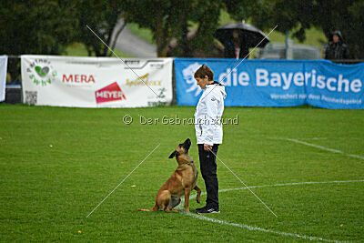 Wallyrla de L'origine de faucon rouge