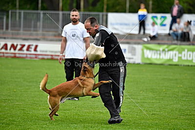 Waran vom Further Moor