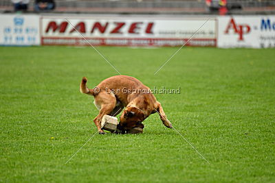 Waran vom Further Moor