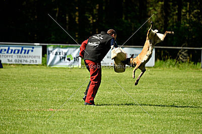 Wespe vom Further Moor