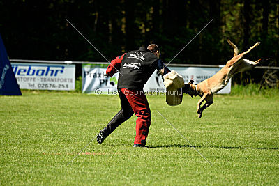 Wespe vom Further Moor