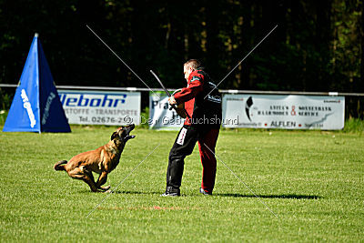 Wespe vom Further Moor