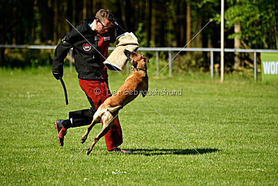 Wespe vom Further Moor