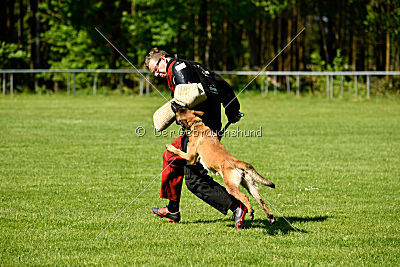 Wespe vom Further Moor