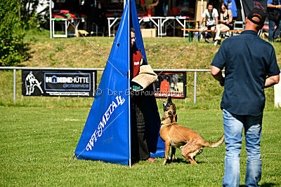 Wespe vom Further Moor