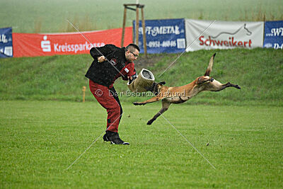 Wespe vom Further Moor