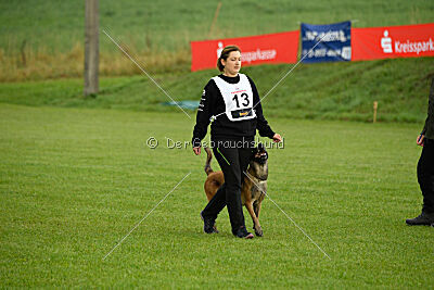 Wespe vom Further Moor