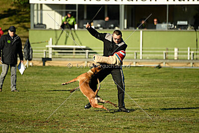 Wespe vom Further Moor