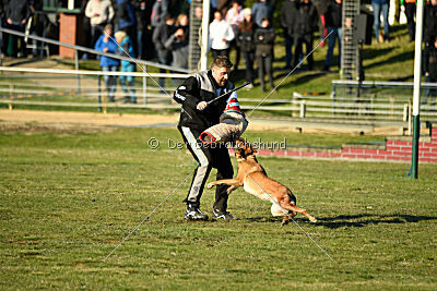 Wespe vom Further Moor