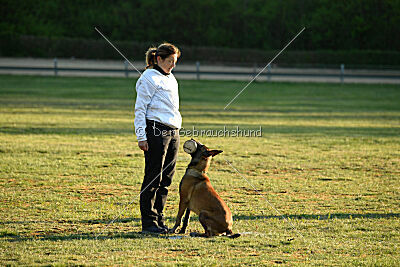 Wespe vom Further Moor