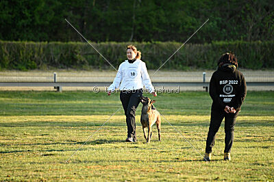 Wespe vom Further Moor