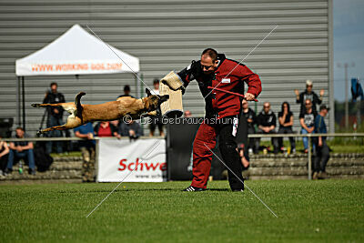 Westwind Why Not von der Steinteichmühle