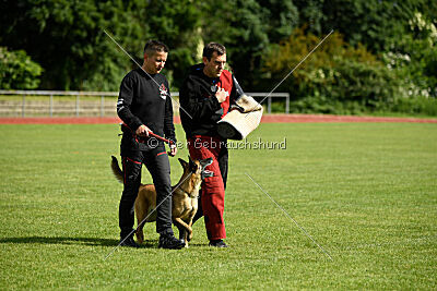 Westwind Why Not von der Steinteichmühle