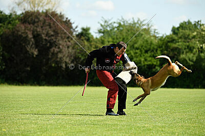 Westwind Why Not von der Steinteichmühle