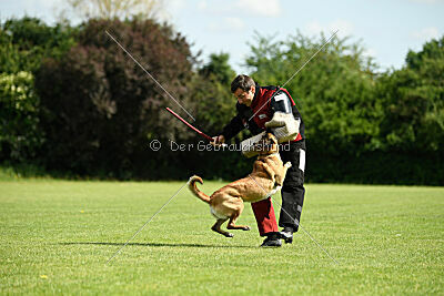 Westwind Why Not von der Steinteichmühle