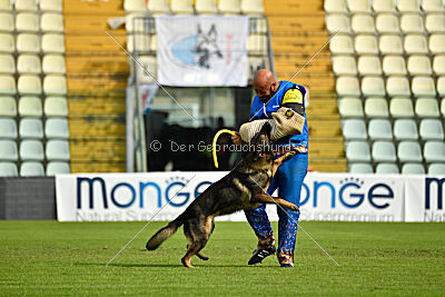 Wiggo of Sports dog