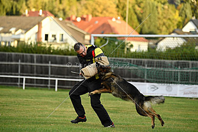 Willow vom Salztalblick