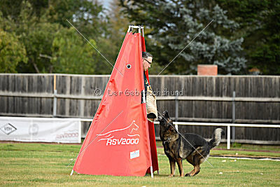 Willow vom Salztalblick