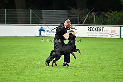 Witiko von Hohenbeilstein