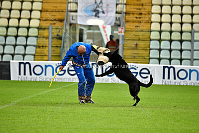 Woody z Ditcina dvora