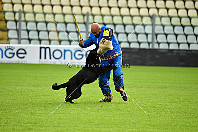 Woody z Ditcina dvora