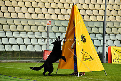 Woody z Ditcina dvora