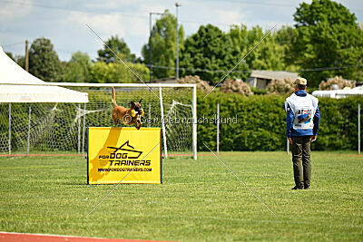 Working-Dog Hilde