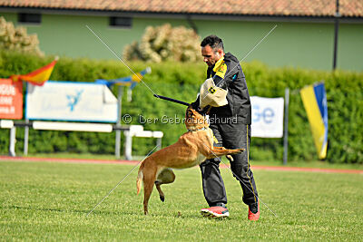 Working-Dog Hilde