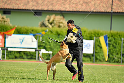 Working-Dog Hilde