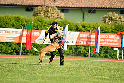 Working-Dog Hilde