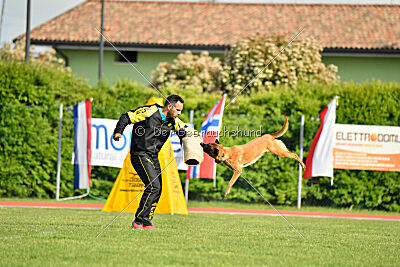 Working-Dog Hilde