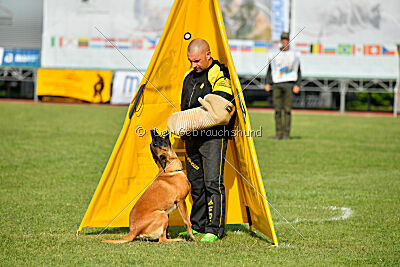 Working-Dog Hilde