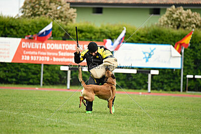 Working Malinois Daisy
