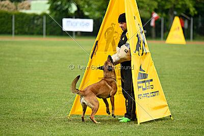 Working Malinois Daisy