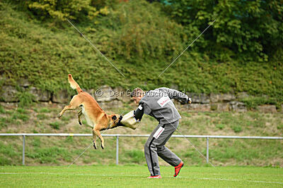 Wox de L'origine de Faucon Rouge