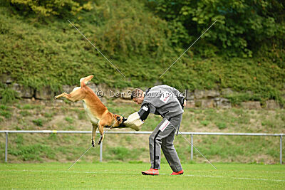 Wox de L'origine de Faucon Rouge