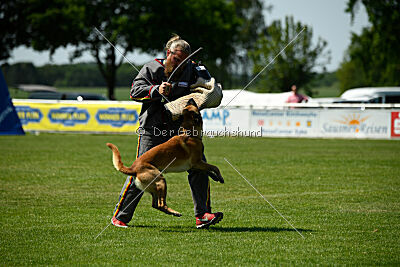 Wox de l'origine de faucon rouge