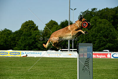 Wox de l'origine de faucon rouge