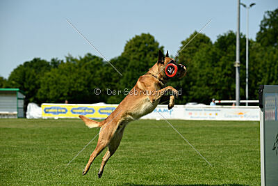 Wox de l'origine de faucon rouge