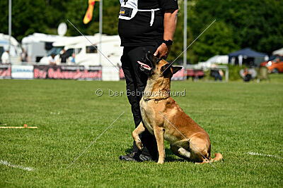 Wox de l'origine de faucon rouge